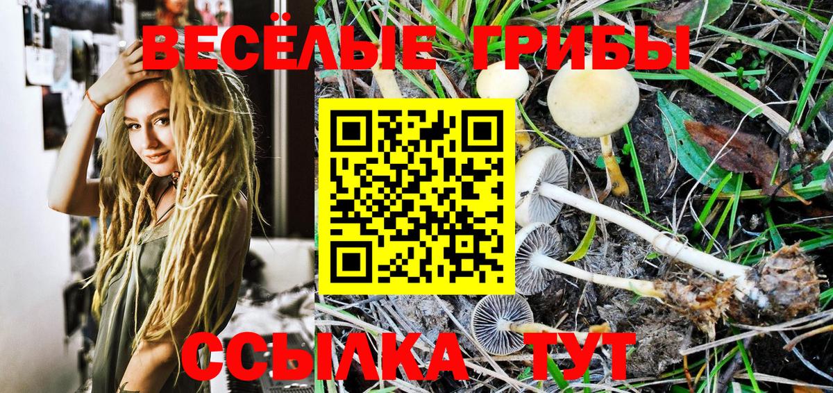 Галлюциногенные грибы Psilocybe  цены наркотик  Псилоцибиновые грибы Psilocybe  Михайловка 